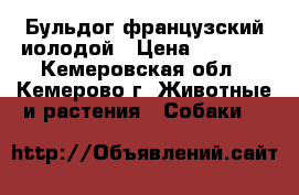 Бульдог французский иолодой › Цена ­ 5 000 - Кемеровская обл., Кемерово г. Животные и растения » Собаки   